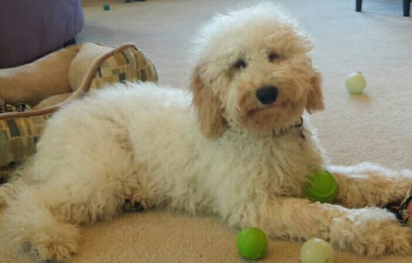 CHANCE - Picture 3 of 4