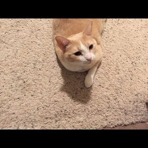 Meet your Posher, Jenny