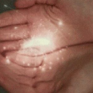 Meet your Posher, Rose