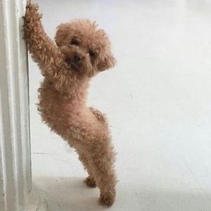 Meet your Posher, Joan