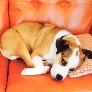 Meet your Posher, Chuck