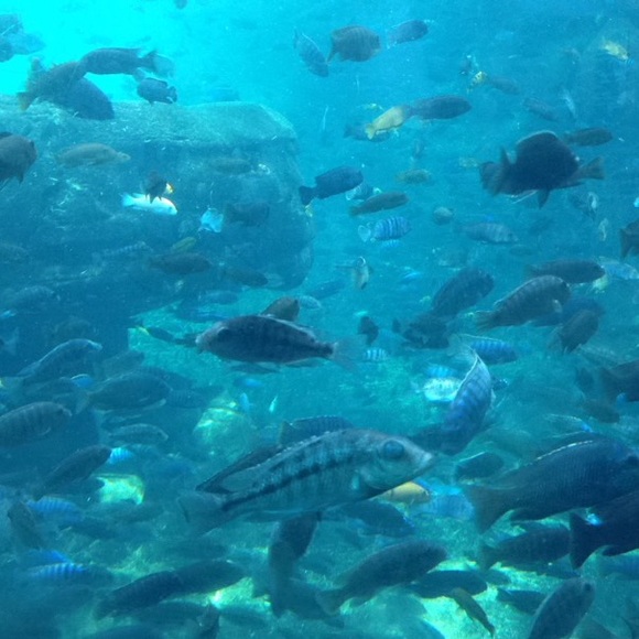 Meet your Posher, Olivia - Picture 1 of 1