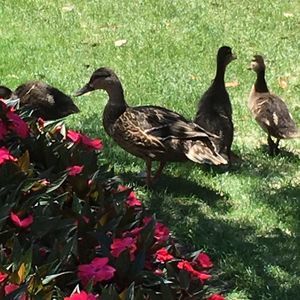 Meet your Posher, Edna