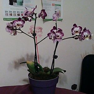 Meet your Posher, Ada