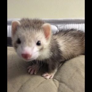 Meet your Posher, Linda
