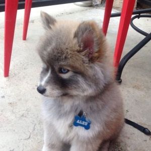 Meet your Posher, Mackenzie