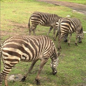 Meet your Posher, Savannah