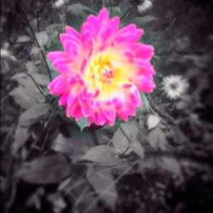 Meet your Posher, Cheyenne