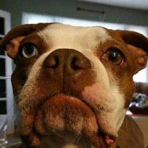 Meet your Posher, Terra