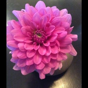 Meet your Posher, Marci