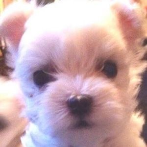 Meet your Posher, Deb