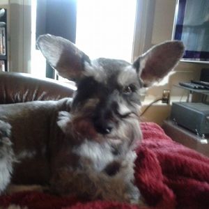 Meet your Posher, Elizabeth