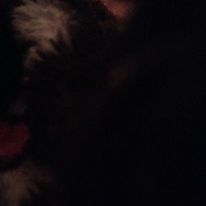 Meet your Posher, Alexa