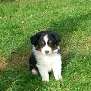 Meet your Posher, Bailey