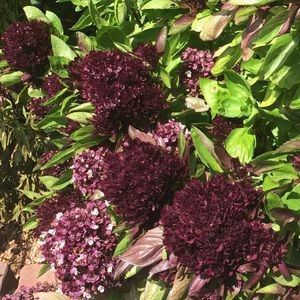 Meet your Posher, Molly