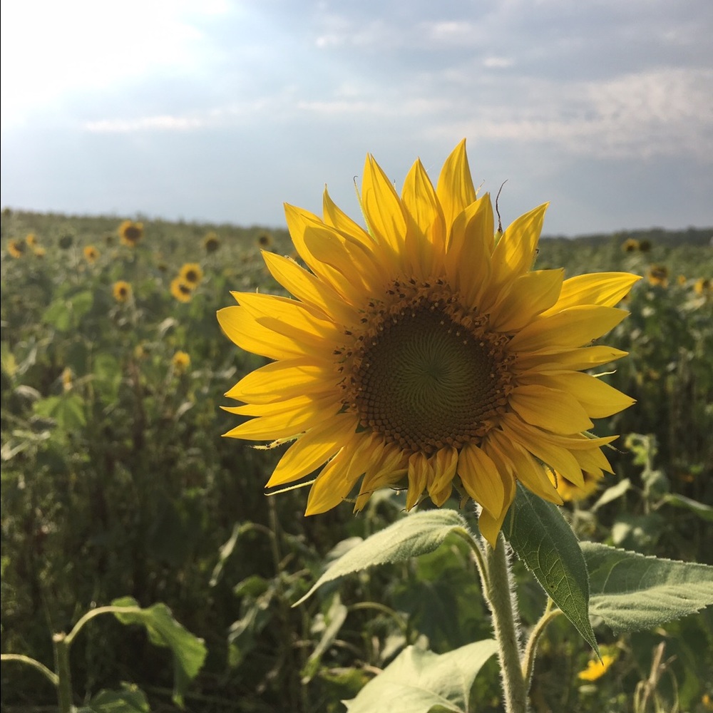 Meet your Posher, Autumn