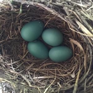 Meet your Posher, Macey