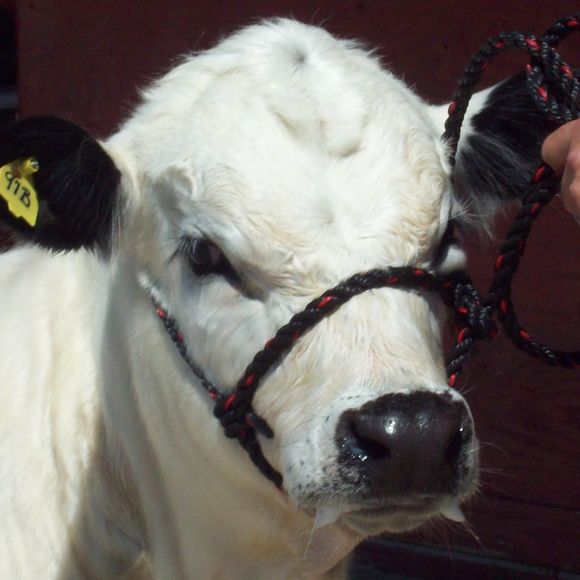 Meet your Posher, Bauman