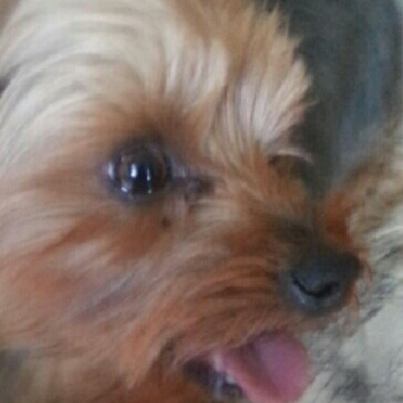 Meet your Posher, Maggie - Picture 1 of 1