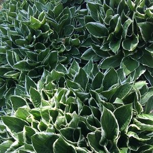 Meet your Posher, Hailie