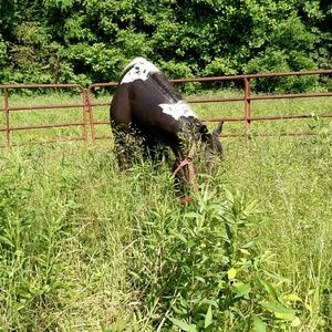 Meet your Posher, Cheyenne