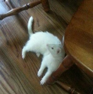 Meet your Posher, Maria