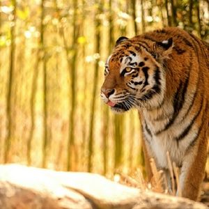 Meet your Posher, Reagan