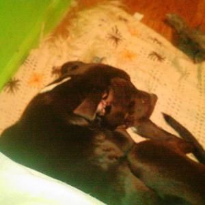 Meet your Posher, Robin