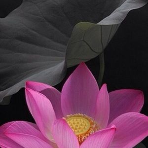 Meet your Posher, Renee