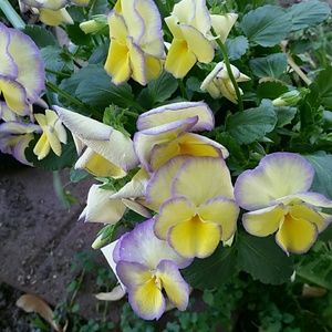 Meet your Posher, Deanna