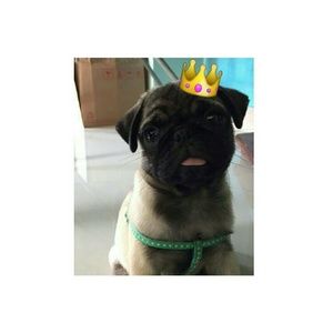 Meet your Posher, Brandy