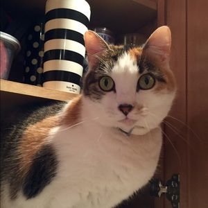 Meet your Posher, Donna