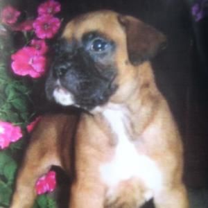 Meet your Posher, Babette