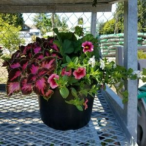 Meet your Posher, Tamina