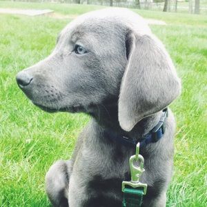 Meet your Posher, Emma