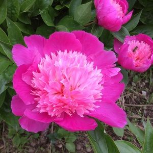 Meet your Posher, Mary