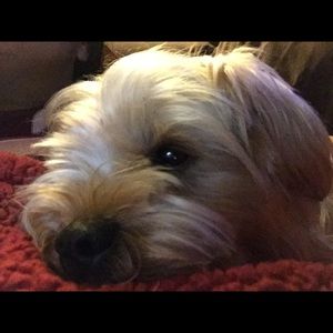 Meet your Posher, Silvia