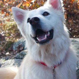 Meet your Posher, Oskar