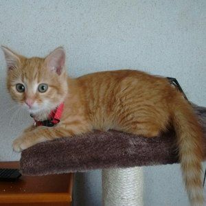 Meet your Posher, Tracy