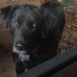 Meet your Posher, Molly