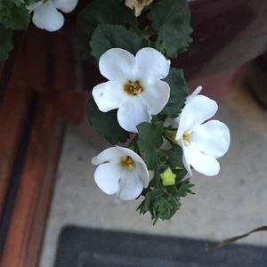 Meet your Posher, Nellie