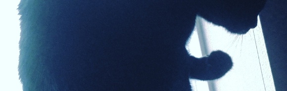 Meet your Posher, Lexi - Picture 1 of 1