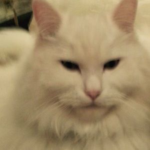 Meet your Posher, Layal