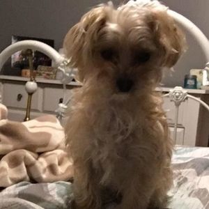 Meet your Posher, Audrey