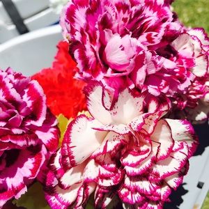 Meet your Posher, Eli