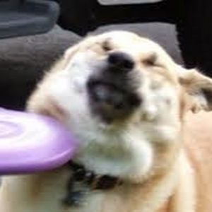 Meet your Posher, Beau