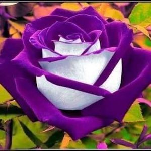 Meet your Posher, Carol