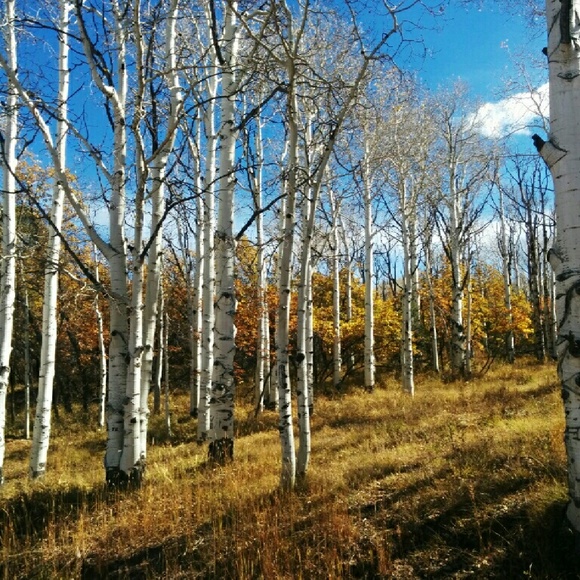 Meet your Posher, Nancy - Picture 1 of 1