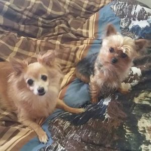 Meet your Posher, Trisha