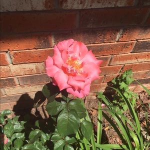 Meet your Posher, Jody